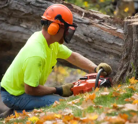 tree services Schurz